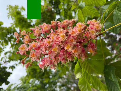Aesculus carnea 'Briotii' Tuinplanten bloem