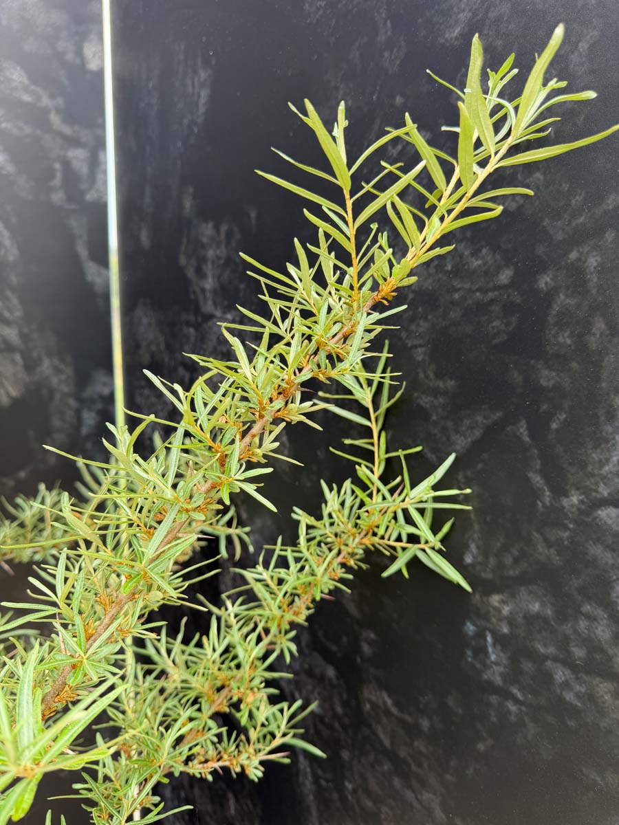 Hippophae rhamnoides 'Hergo' meerstammig / struik blad