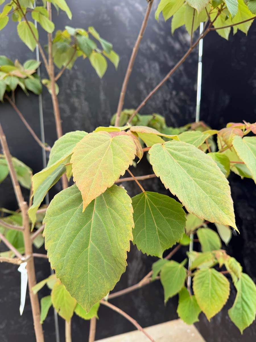 Idesia polycarpa solitair blad
