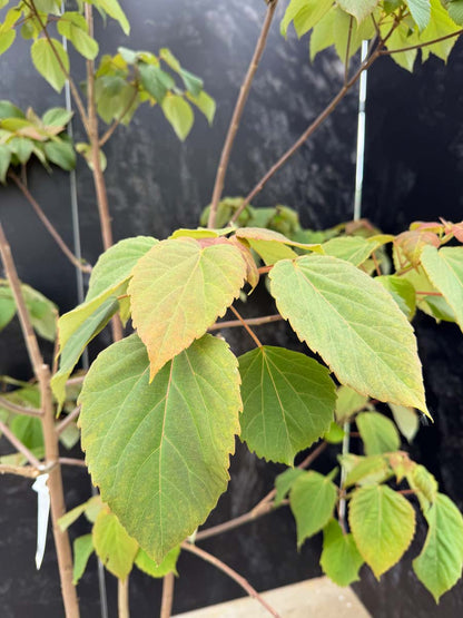 Idesia polycarpa meerstammig / struik blad