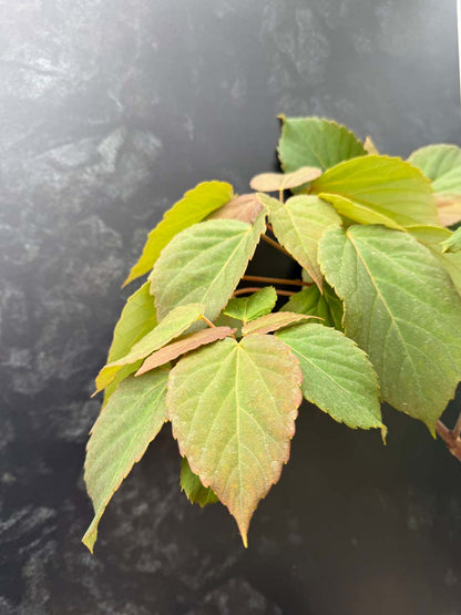 Idesia polycarpa op stam blad