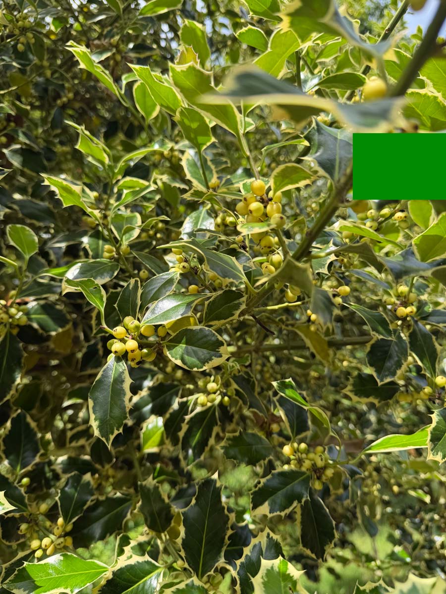Ilex aquifolium 'Argentea Marginata' op stam bladeren