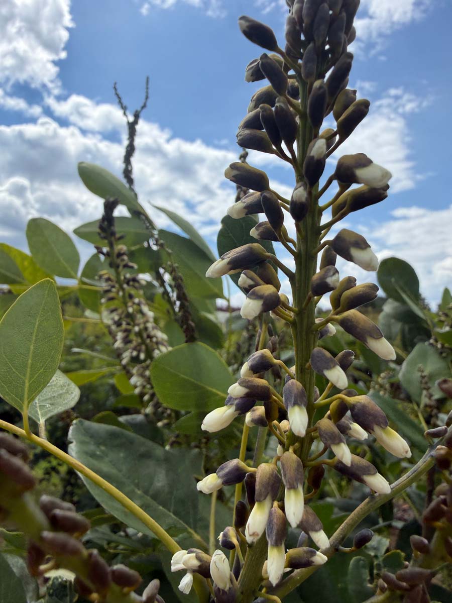 Maackia amurensis solitair bloem