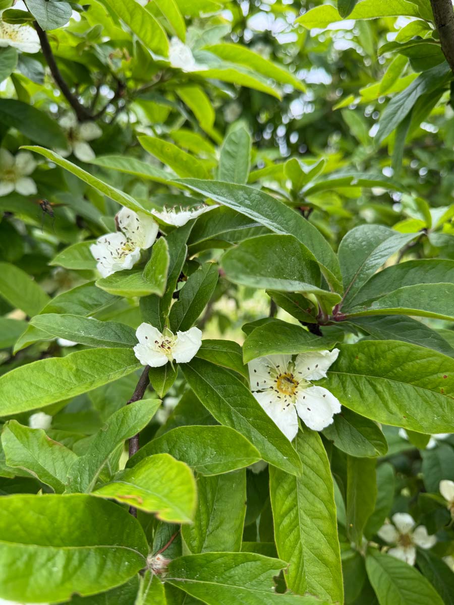 Mespilus germanica solitair bloem