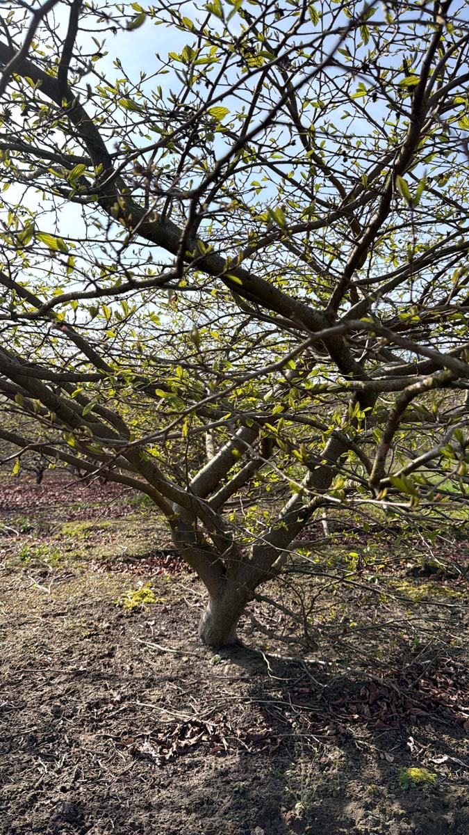 Parrotia persica meerstammig / struik takken structuur