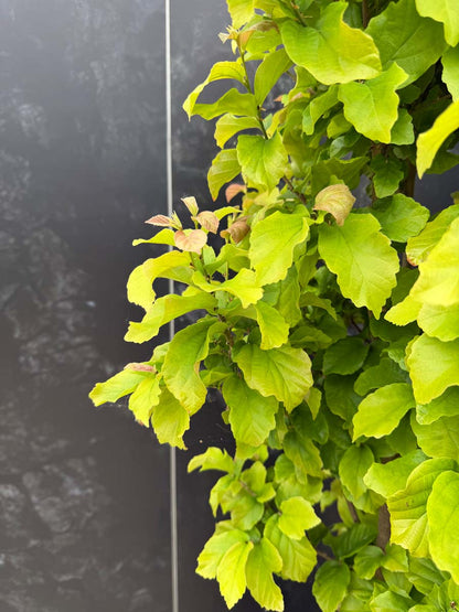 Parrotia persica 'Golden Bell Tower' bladeren