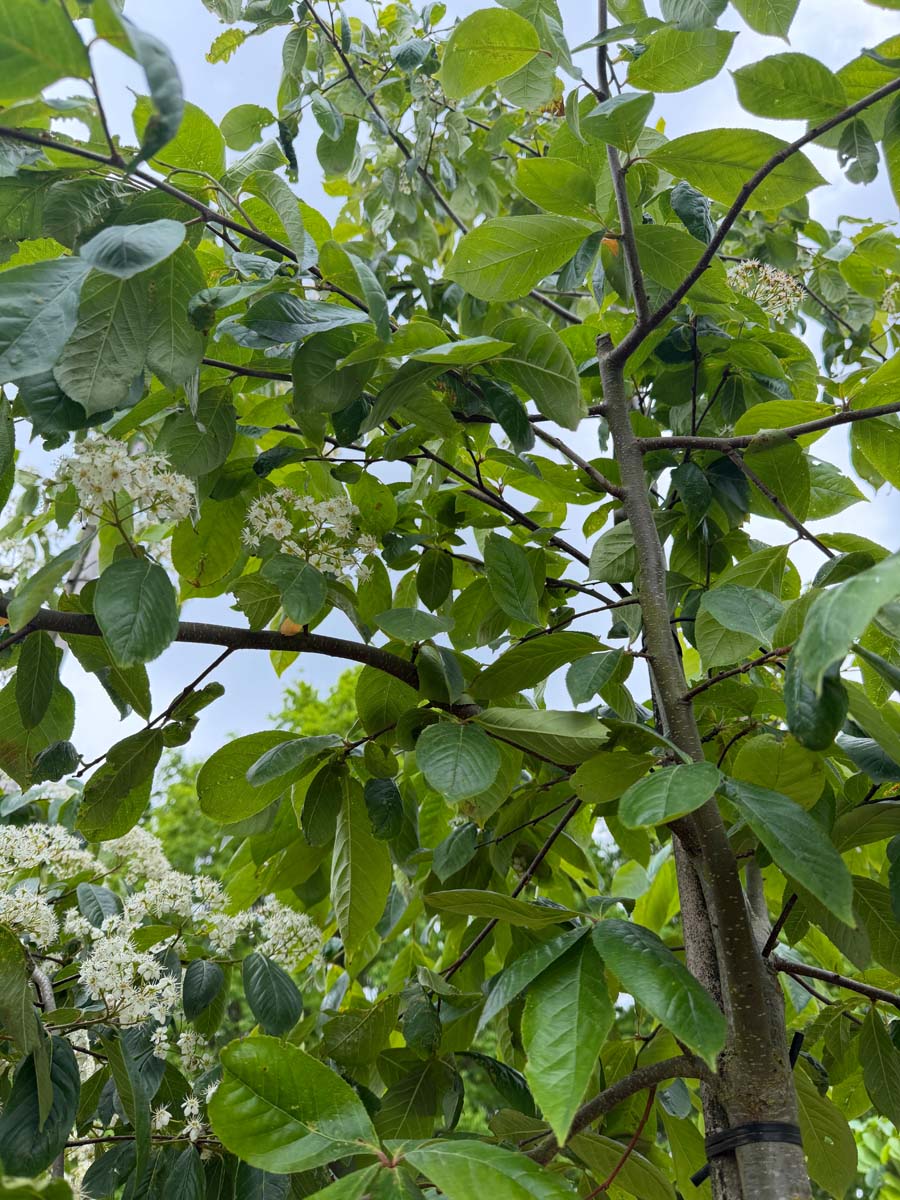 Photinia beauverdiana notabilis op stam bladeren