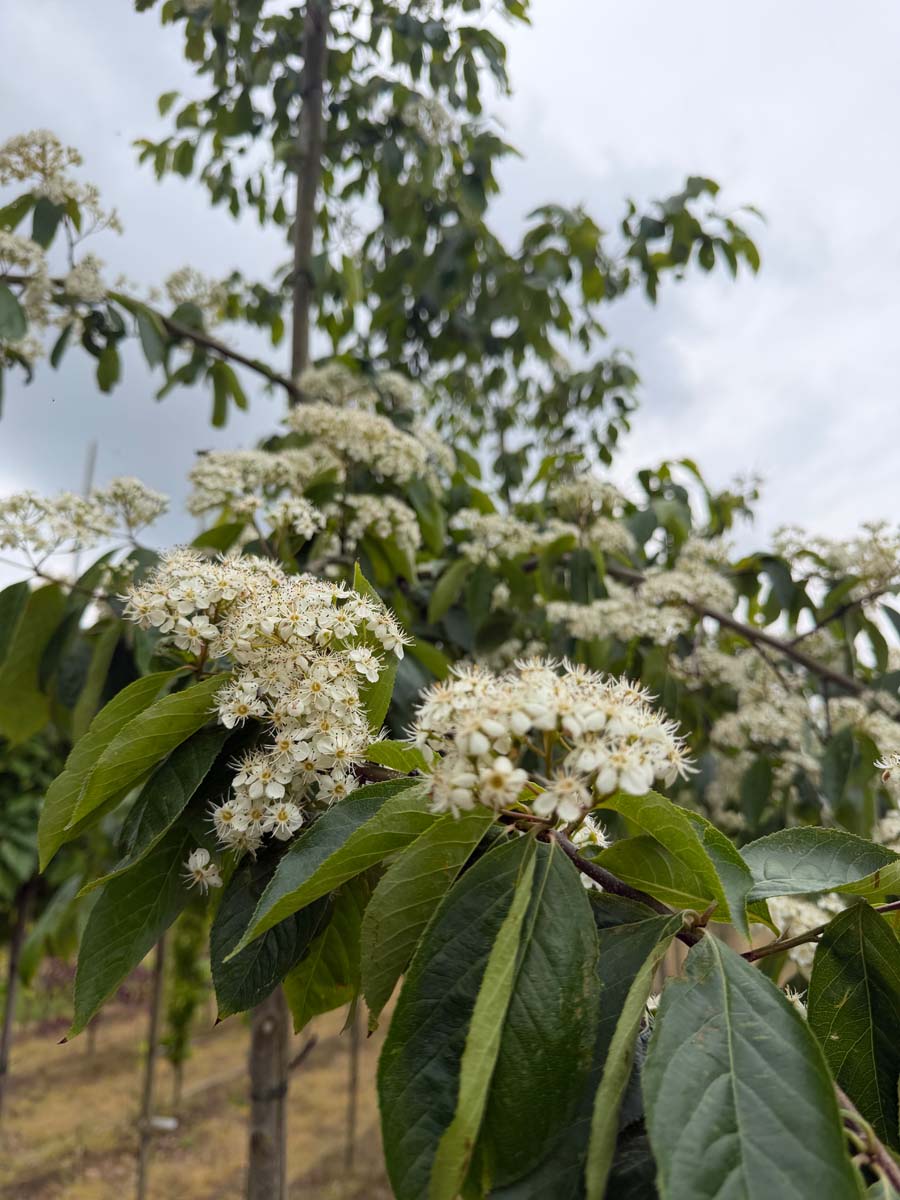 Photinia beauverdiana notabilis op stam bloem