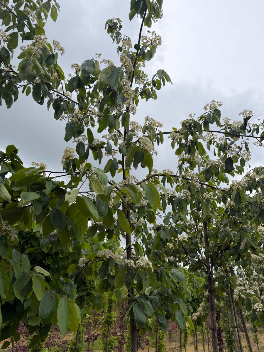 Photinia beauverdiana notabilis meerstammig / struik bloesem