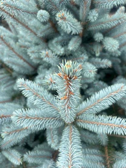 Picea pungens 'Baby Blue' Tuinplanten naald