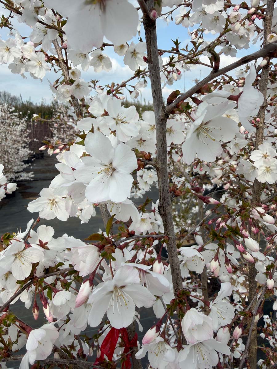 Prunus 'The Bride' meerstammig / struik bloesem
