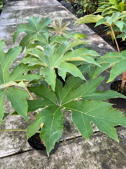 Tetrapanax papyrifer 'Rex' blad