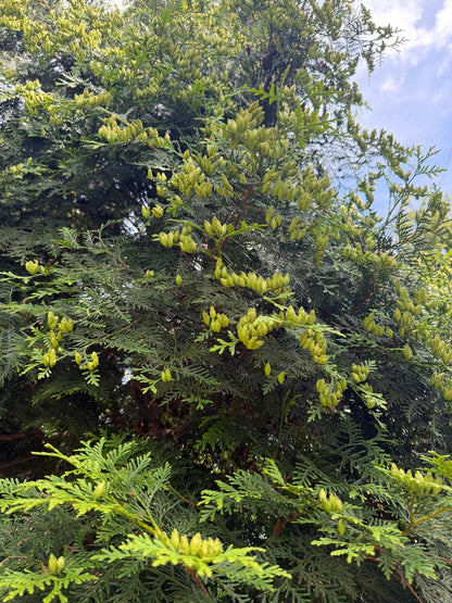 Thuja occidentalis 'Brabant' Tuinplanten blad