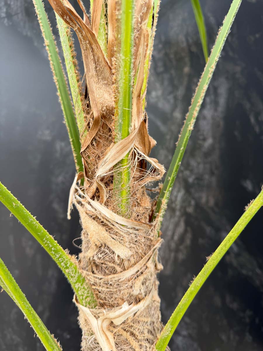 Trachycarpus fortunei op stam stam