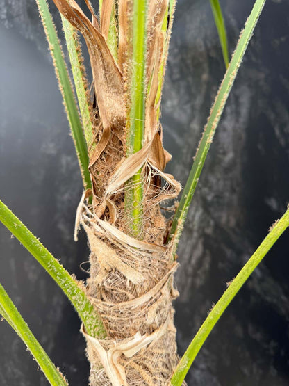 Trachycarpus fortunei meerstammig / struik stam