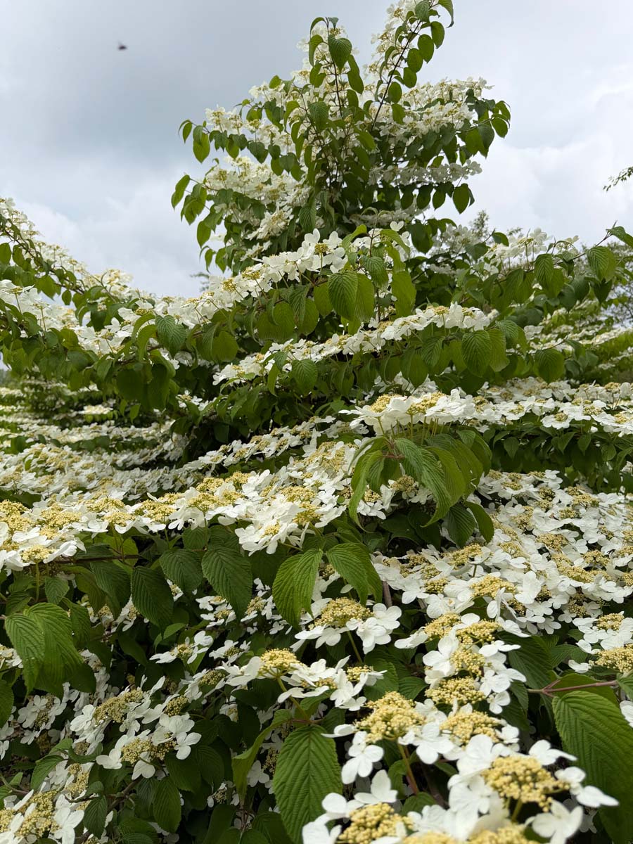 Viburnum plicatum 'Grandiflorum' meerstammig / struik bloesem