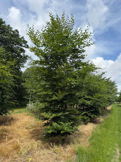 Fagus sylvatica meerstammig / struik meerstammig