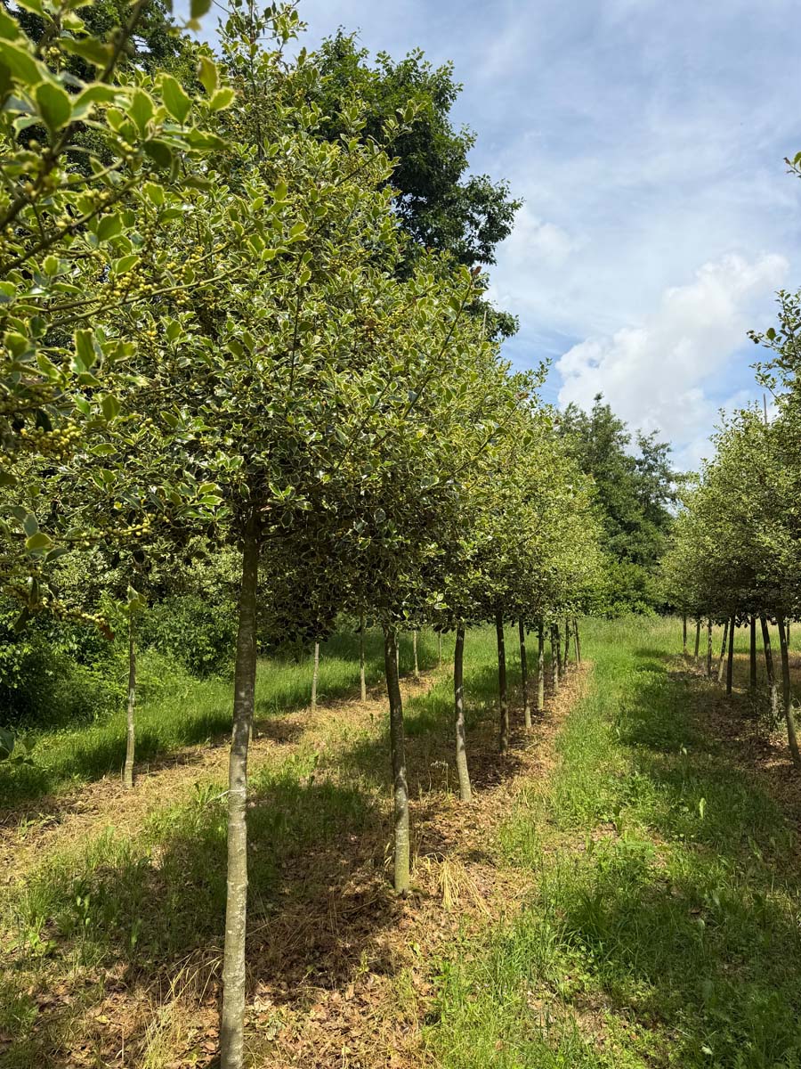 Ilex aquifolium 'Argentea Marginata' op stam op stam