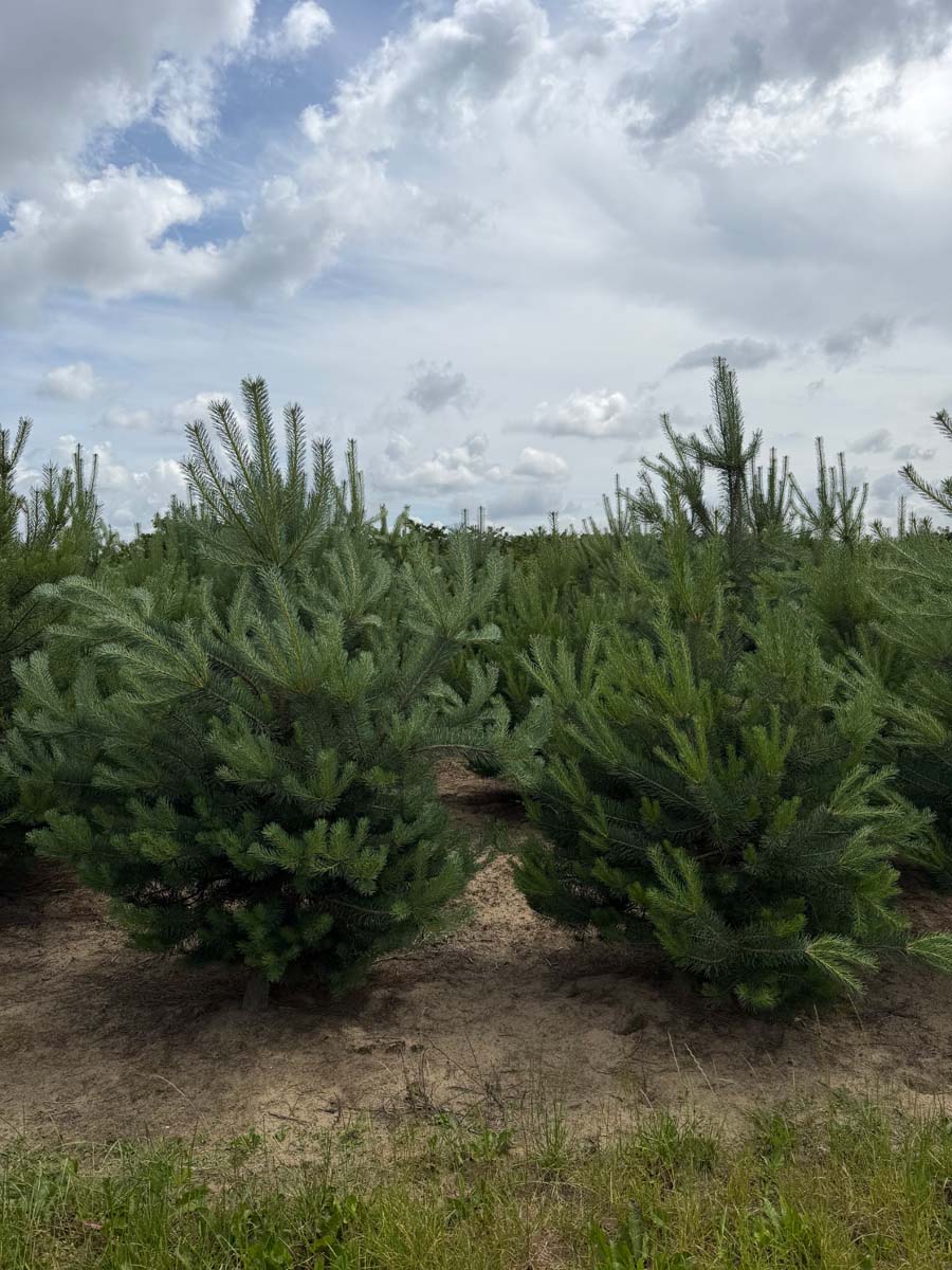 Pinus sylvestris solitair solitair