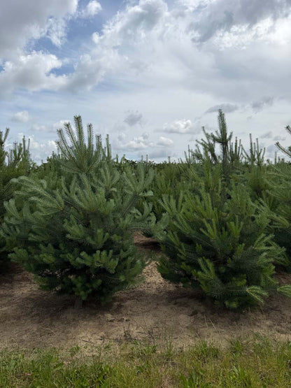 Pinus sylvestris solitair solitair