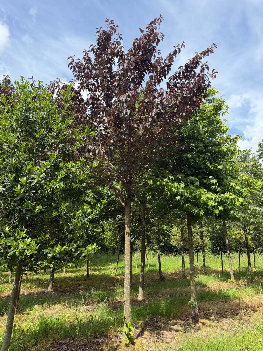 Prunus serrulata 'Royal Burgundy' op stam op stam