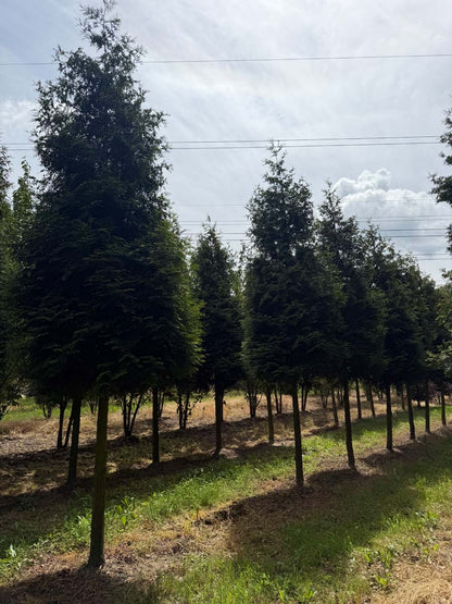 Thuja occidentalis 'Brabant' op stam op stam