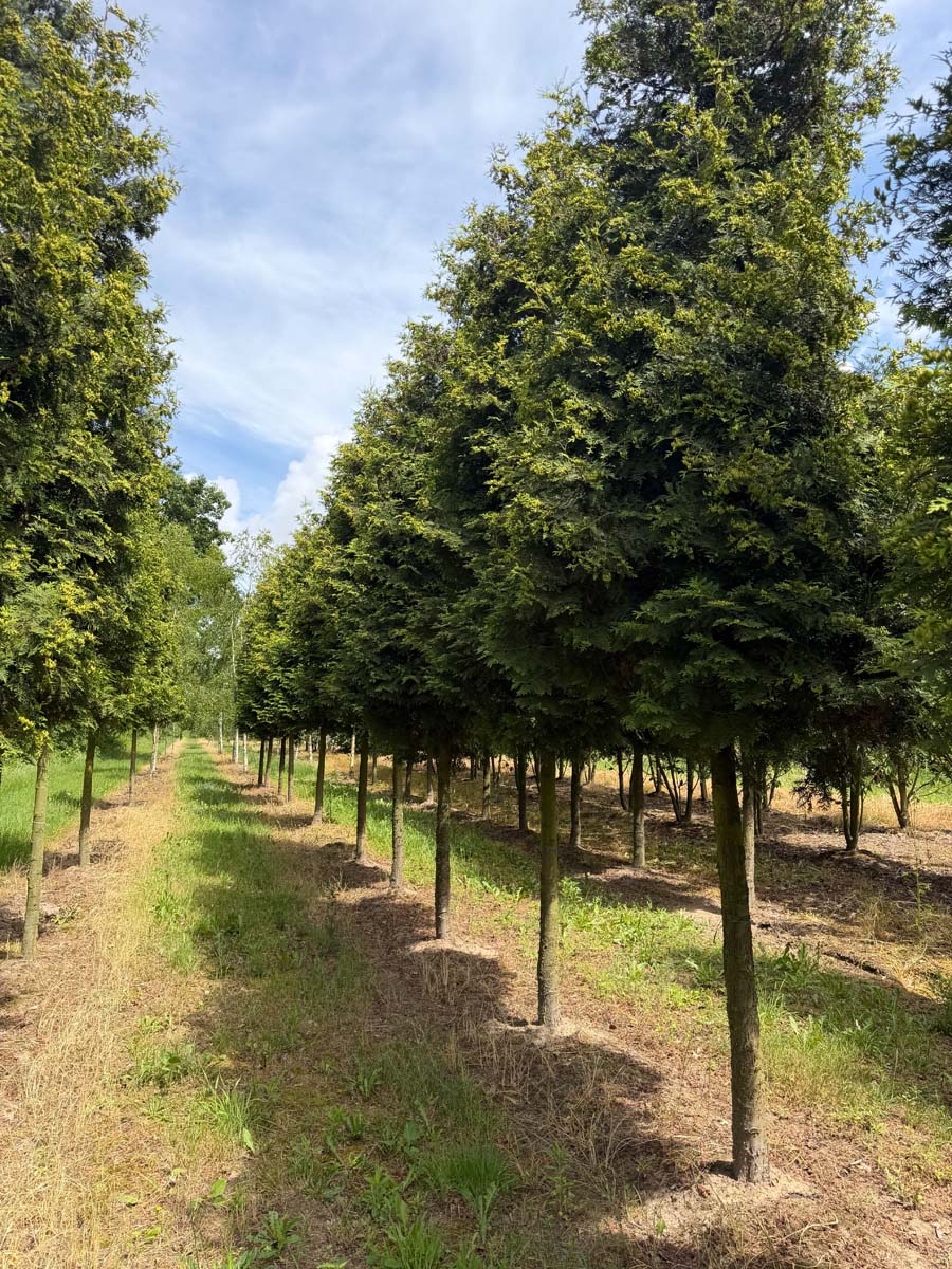 Thuja occidentalis 'Brabant' op stam op stam