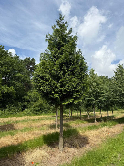 Thuja plicata 'Excelsa' op stam op stam