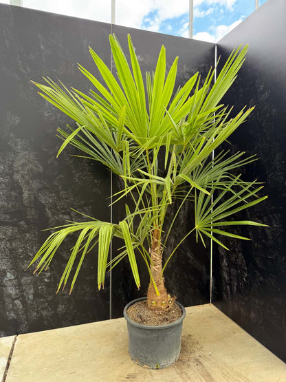 Trachycarpus fortunei Tuinplanten tuinplant