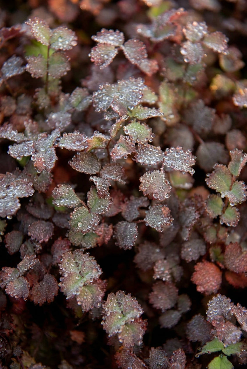 Acaena inermis 'Purpurea' bladeren