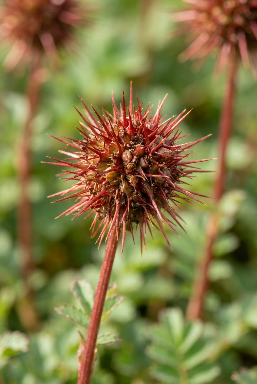Acaena magellanica bloem