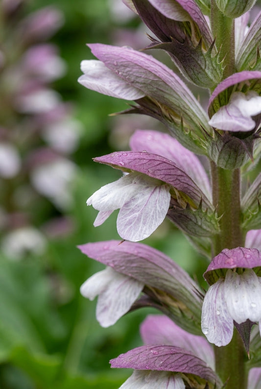 Acanthus 'Summer Beauty' bloem