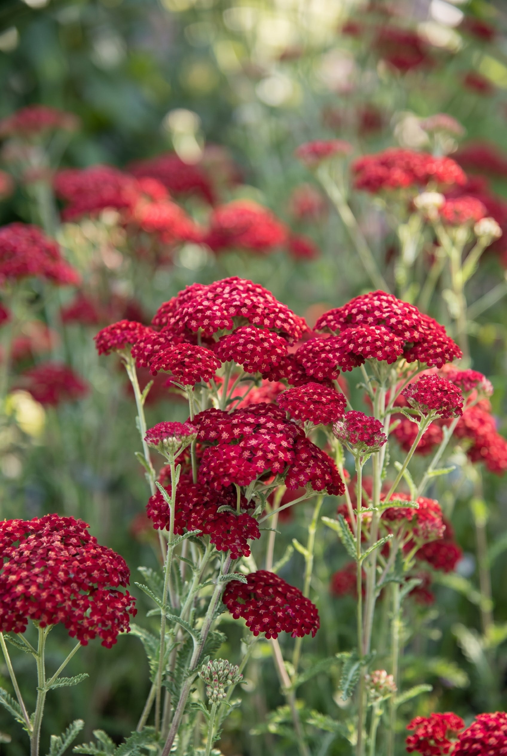 Achillea millefolium 'Red Velvet' bloem