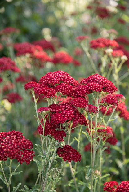 Achillea millefolium 'Red Velvet' bloem