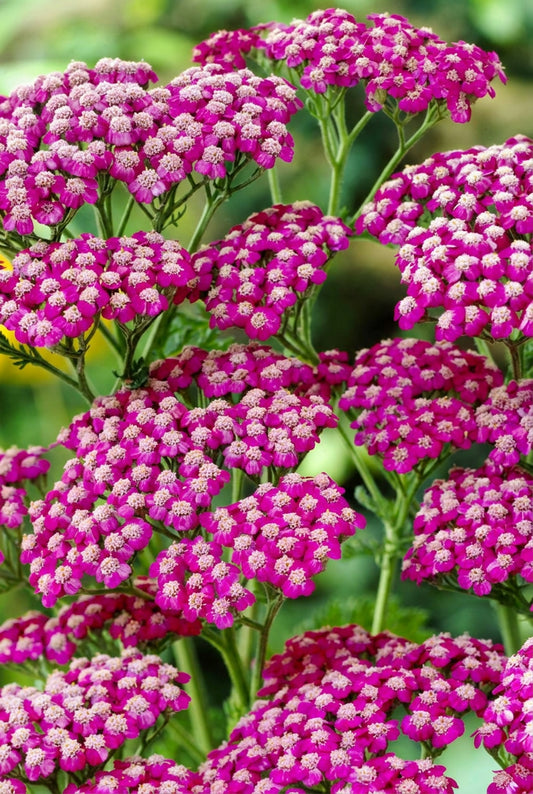 Achillea millefolium 'Summerwine' bloesem