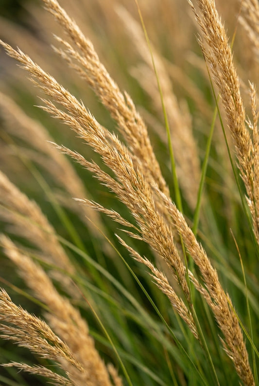 Achnatherum calamagrostis bloem