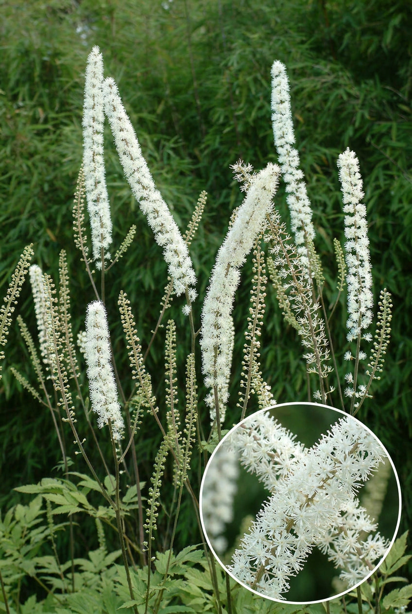 Actaea simplex 'Prichard's Giant' bloem