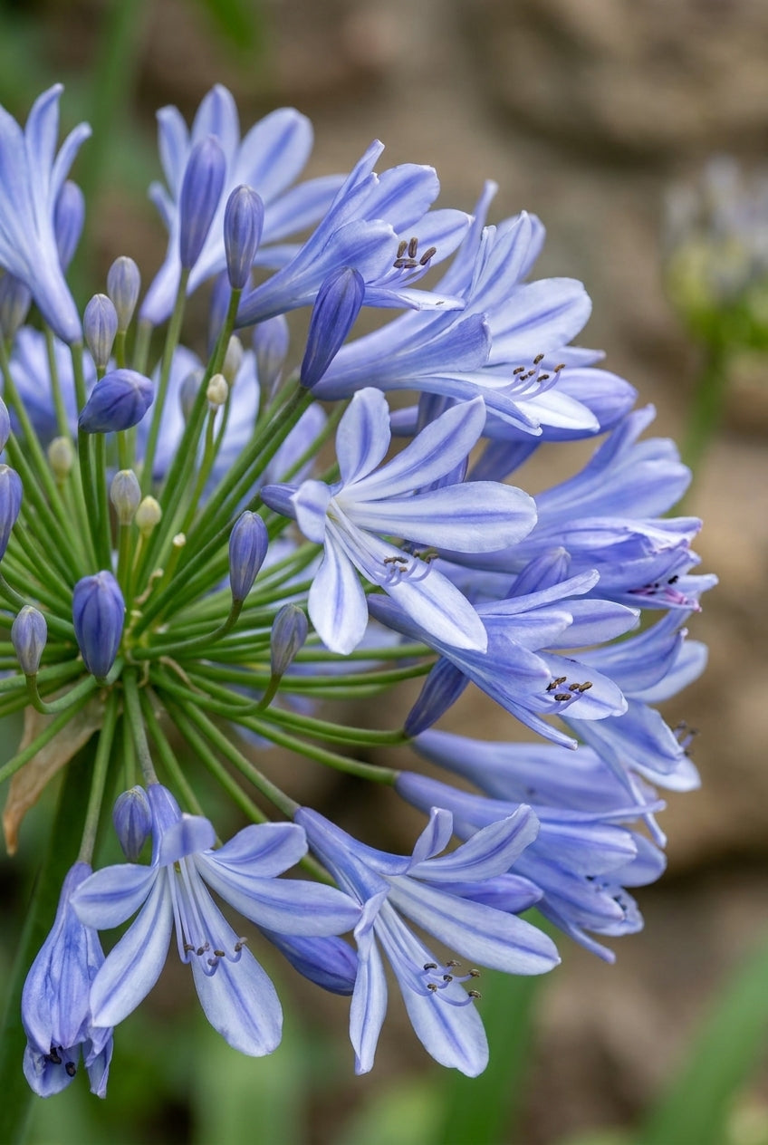 Agapanthus 'Blue Umbrella' bloem