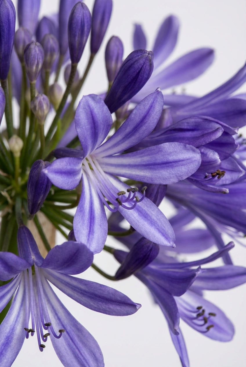 Agapanthus 'Navy Blue' bloem