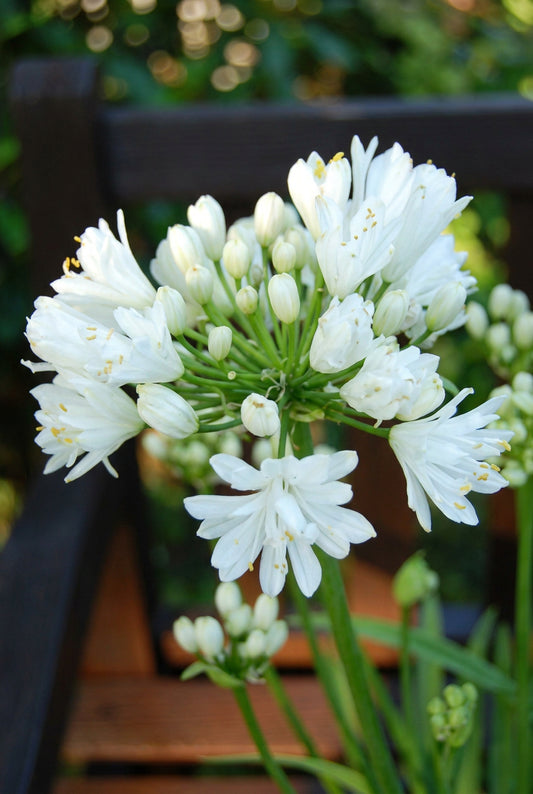 Agapanthus 'RFDD' bloem