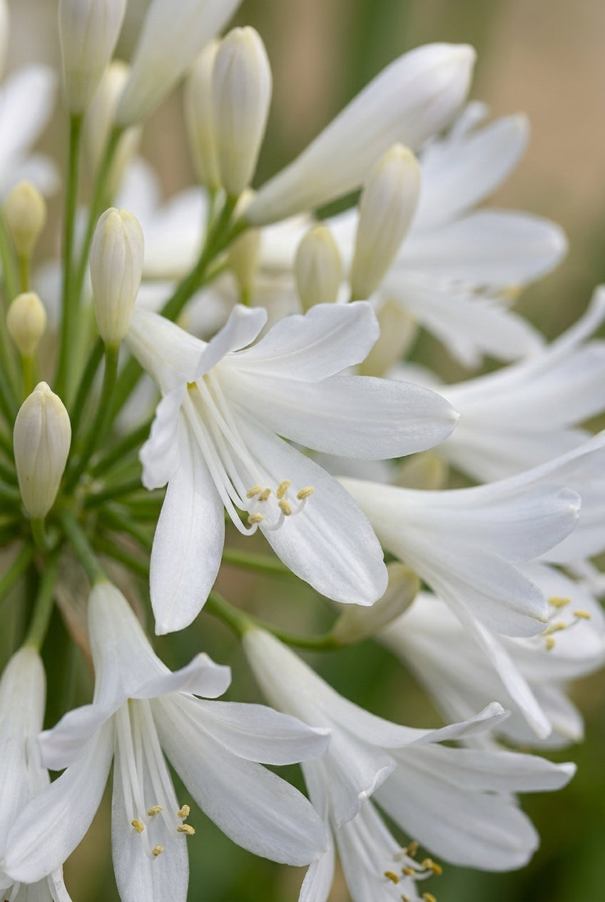 Agapanthus 'Silver Lining' bloem