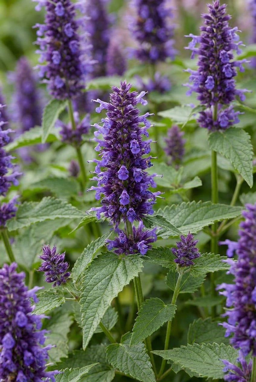 Agastache 'Blue Boa' bloem