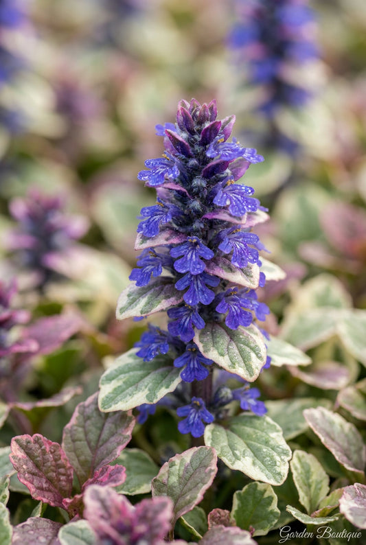 Ajuga reptans 'Burgundy Glow' bloem