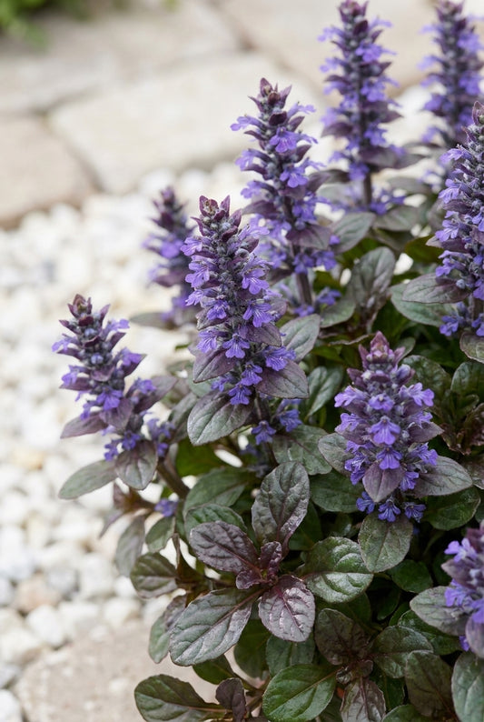 Ajuga reptans 'Mini Mahogany' bloem
