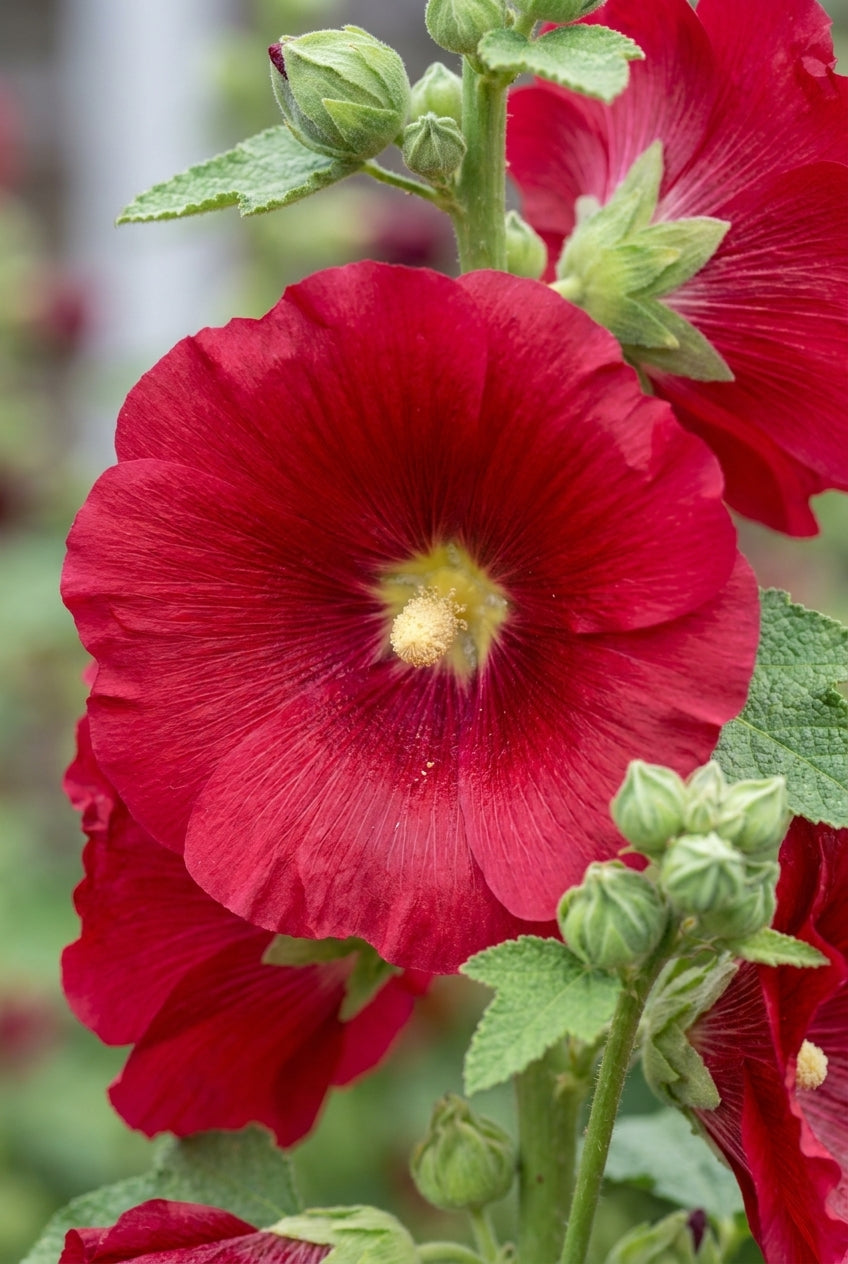 Alcea rosea 'Mars Magic' bloem