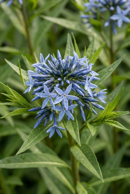 Amsonia tabernaemontana 'Stella Azul' bloem