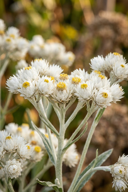 Anaphalis margaritacea yedoensis bloem