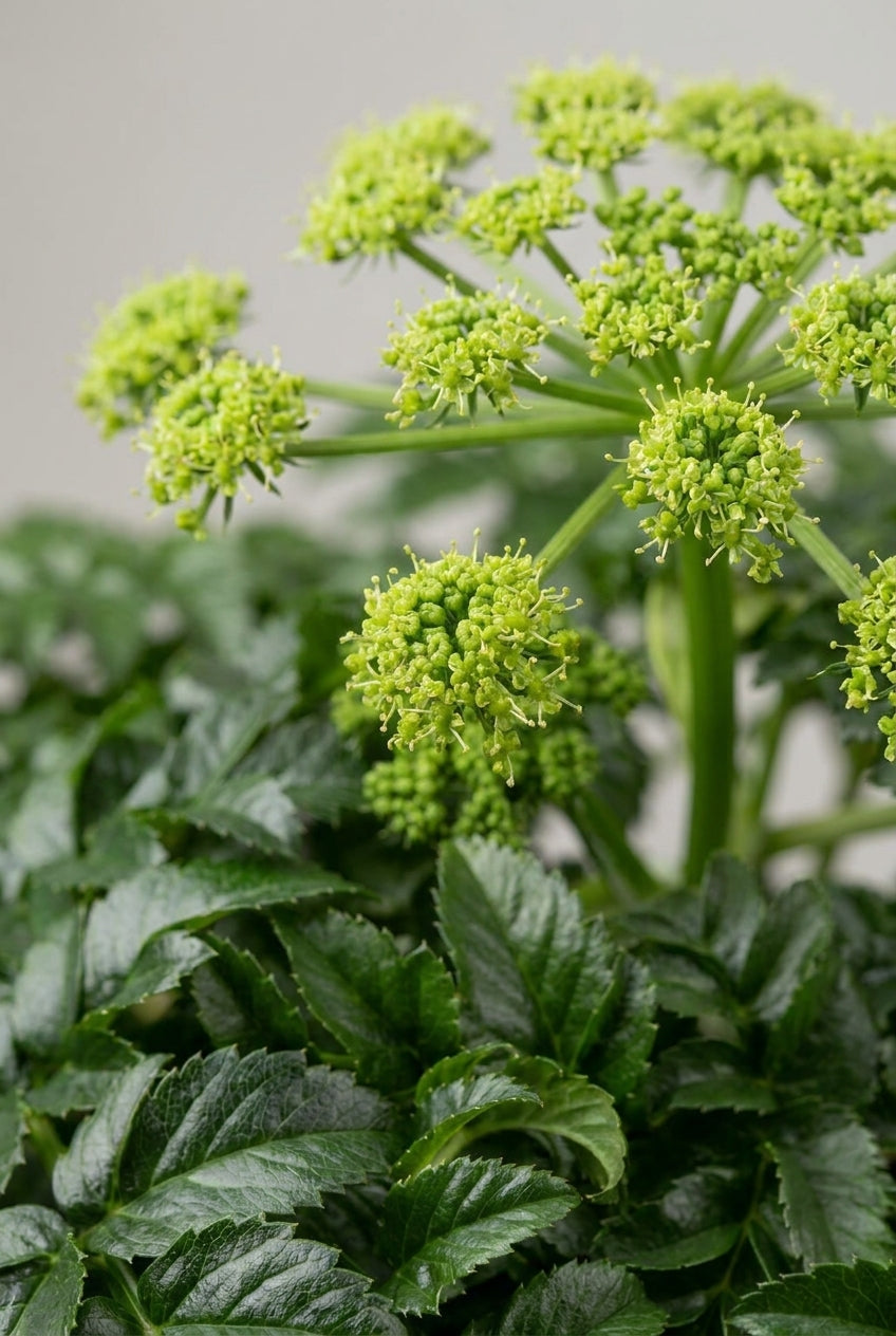 Angelica pachycarpa bloem