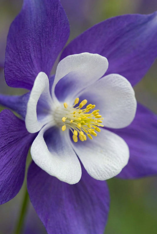 Aquilegia caerulea 'Himmelblau' bloem