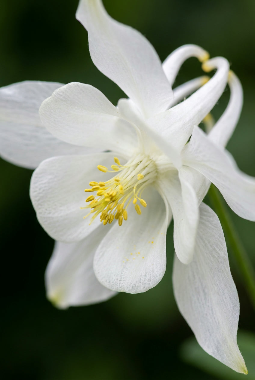 Aquilegia vulgaris 'Nivea' bloem